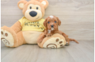 Cavapoo Puppy for Adoption
