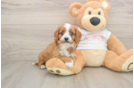 Cavapoo Pup Being Cute