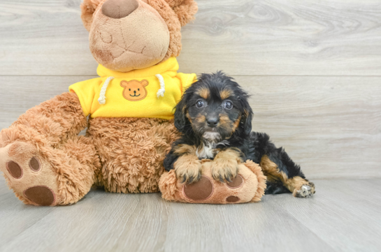 Smart Cavapoo Poodle Mix Pup