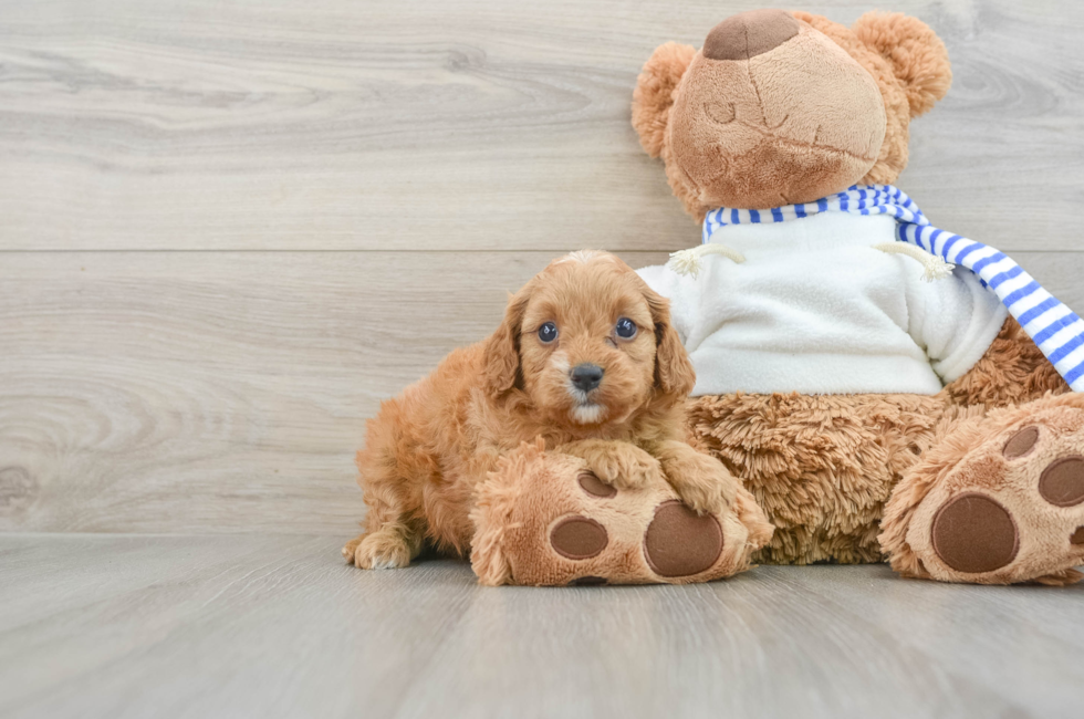 5 week old Cavapoo Puppy For Sale - Pilesgrove Pups