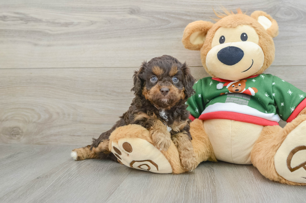 5 week old Cavapoo Puppy For Sale - Pilesgrove Pups