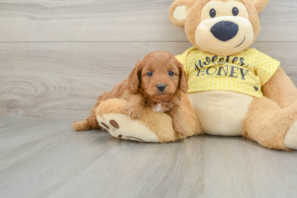 Cavapoo Puppy for Adoption