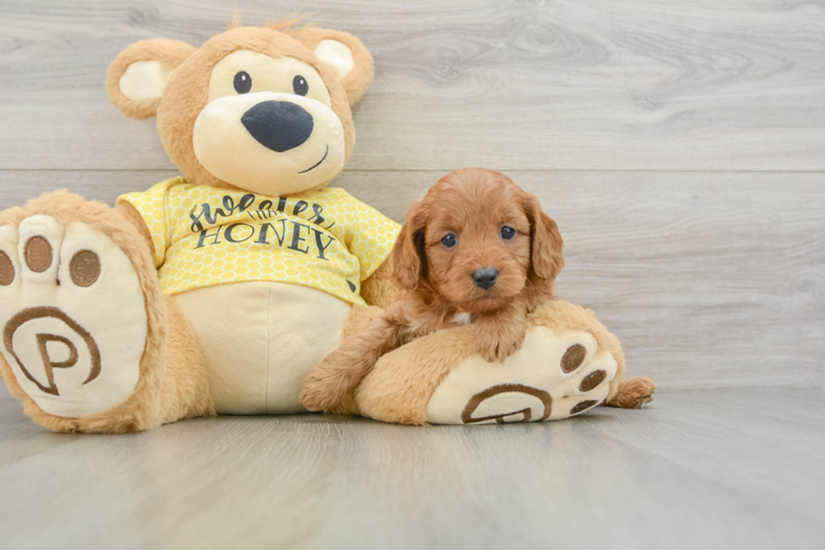 Energetic Cavoodle Poodle Mix Puppy