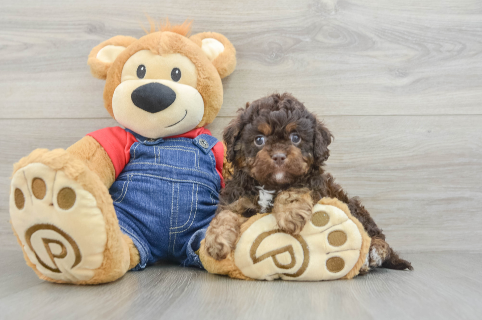 6 week old Cavapoo Puppy For Sale - Pilesgrove Pups