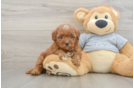 Friendly Cavapoo Baby