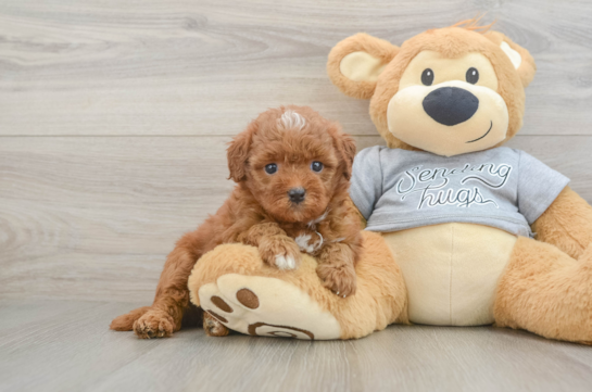 Friendly Cavapoo Baby