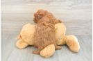 Funny Cavapoo Poodle Mix Pup