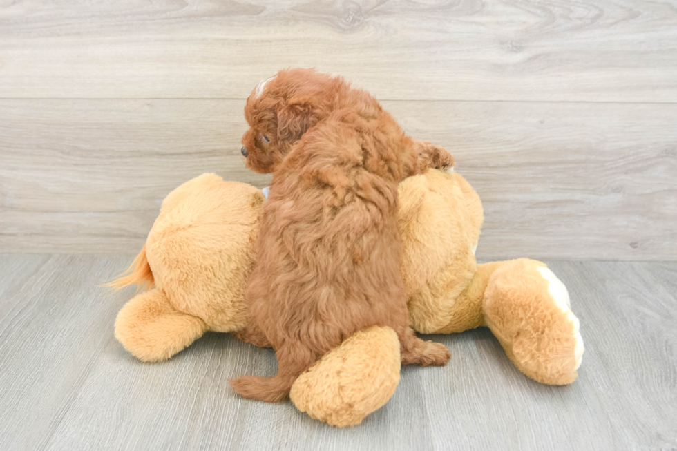 Funny Cavapoo Poodle Mix Pup