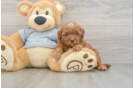 Cavapoo Pup Being Cute