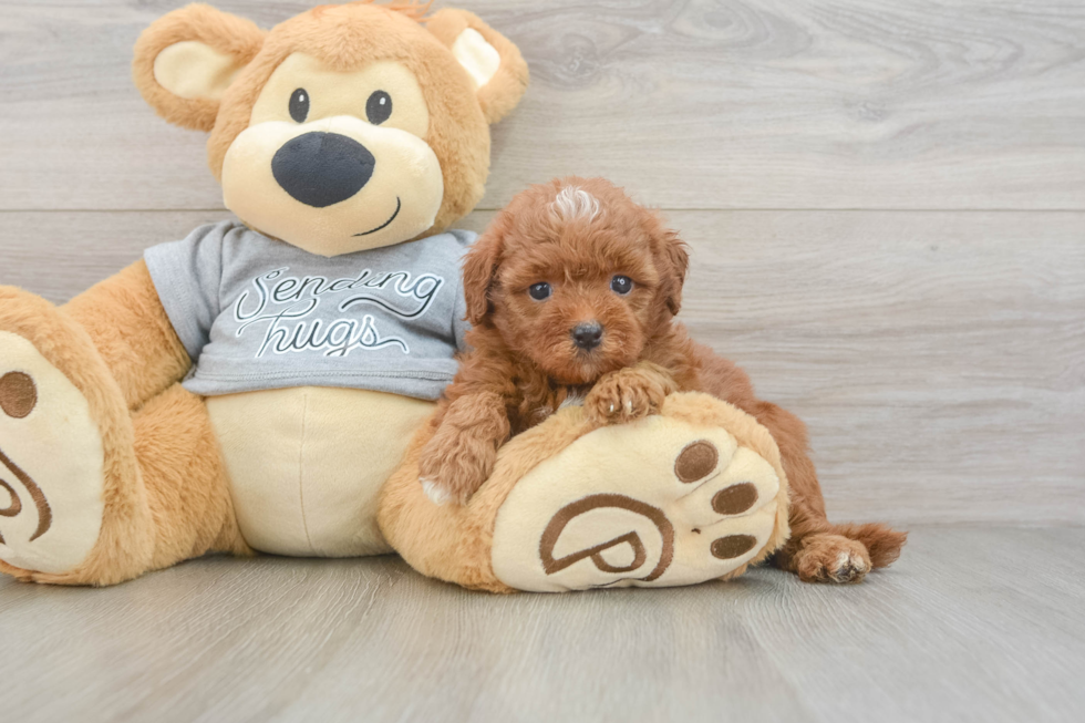 Cavapoo Pup Being Cute