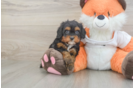 Cavapoo Puppy for Adoption