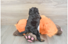 Smart Cavapoo Poodle Mix Pup