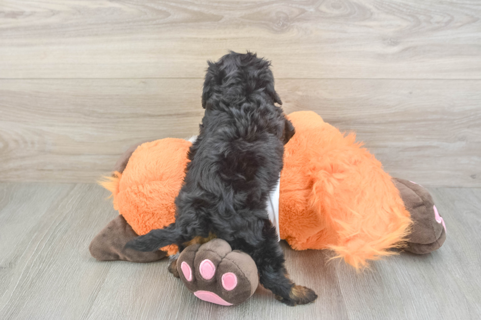 Smart Cavapoo Poodle Mix Pup