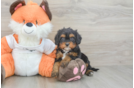Hypoallergenic Cavadoodle Poodle Mix Puppy