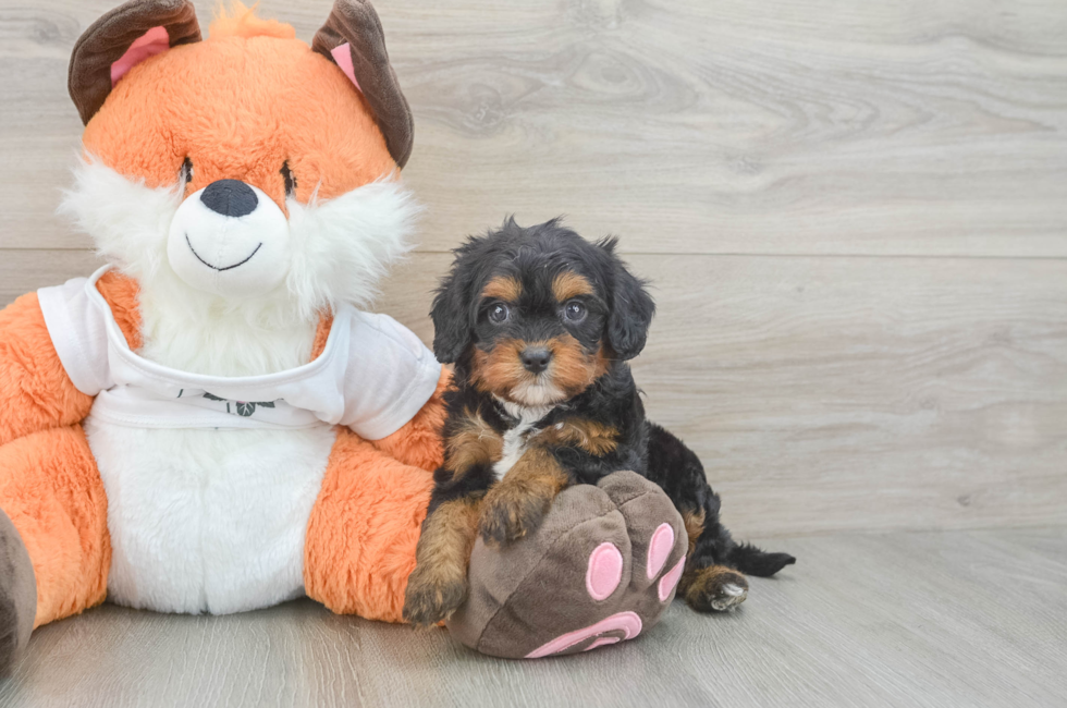 5 week old Cavapoo Puppy For Sale - Pilesgrove Pups