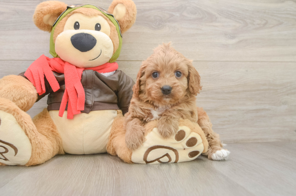 6 week old Cavapoo Puppy For Sale - Pilesgrove Pups