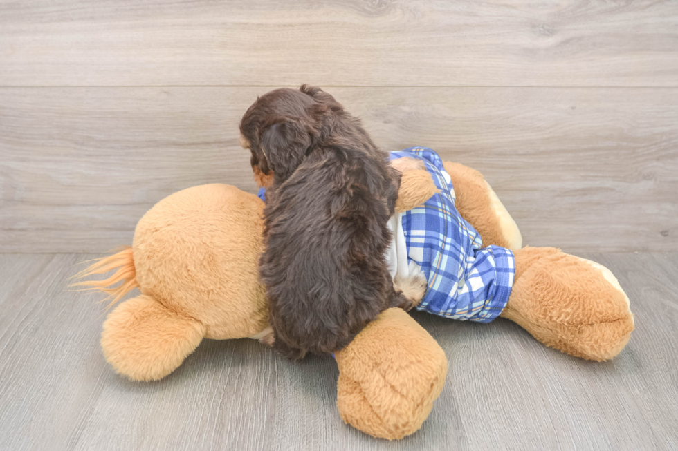 Cavapoo Puppy for Adoption