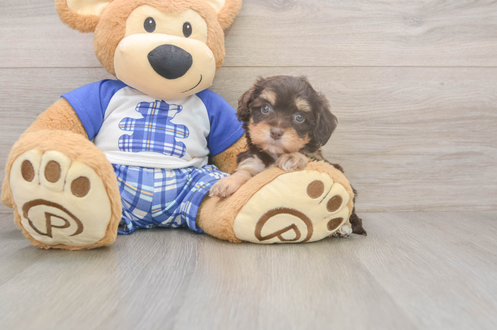 6 week old Cavapoo Puppy For Sale - Pilesgrove Pups