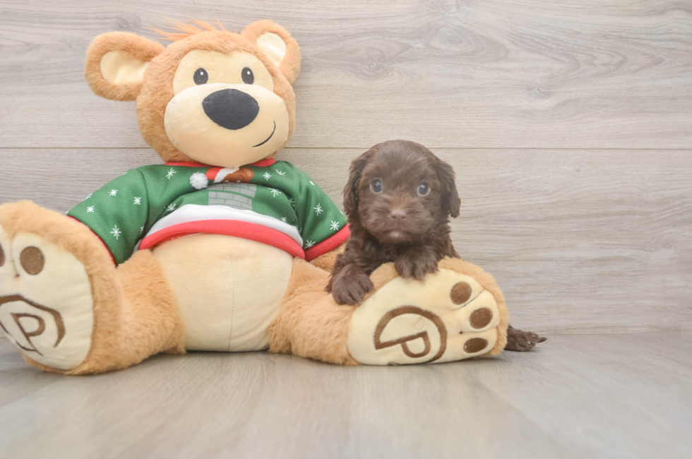 5 week old Cavapoo Puppy For Sale - Pilesgrove Pups