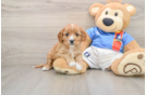 Small Cavapoo Baby