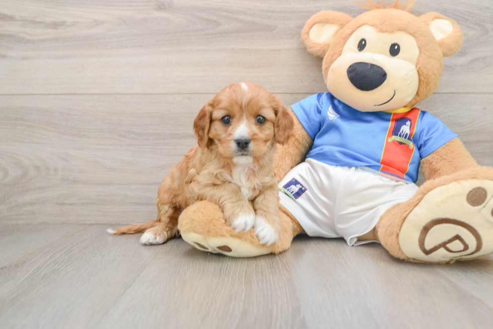 Small Cavapoo Baby