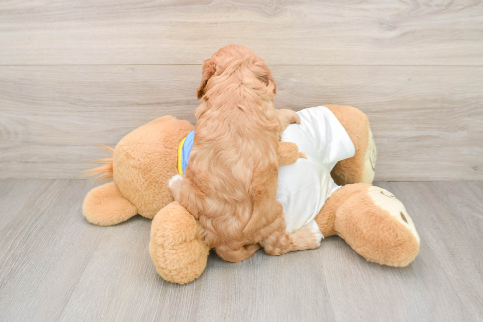 Cavapoo Puppy for Adoption