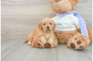 Adorable Cavalier King Charles Spaniel and Poodle Mix Poodle Mix Puppy