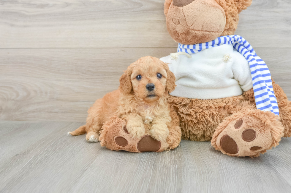 Adorable Cavalier King Charles Spaniel and Poodle Mix Poodle Mix Puppy