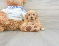 8 week old Cavapoo Puppy For Sale - Pilesgrove Pups