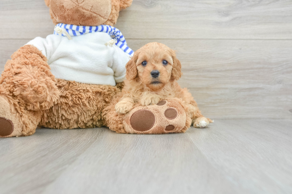 6 week old Cavapoo Puppy For Sale - Pilesgrove Pups