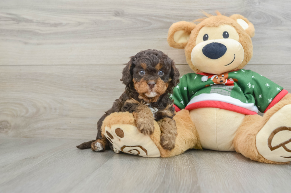 5 week old Cavapoo Puppy For Sale - Pilesgrove Pups