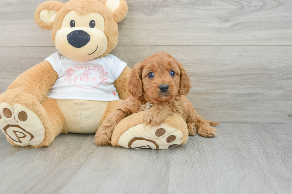 6 week old Cavapoo Puppy For Sale - Pilesgrove Pups