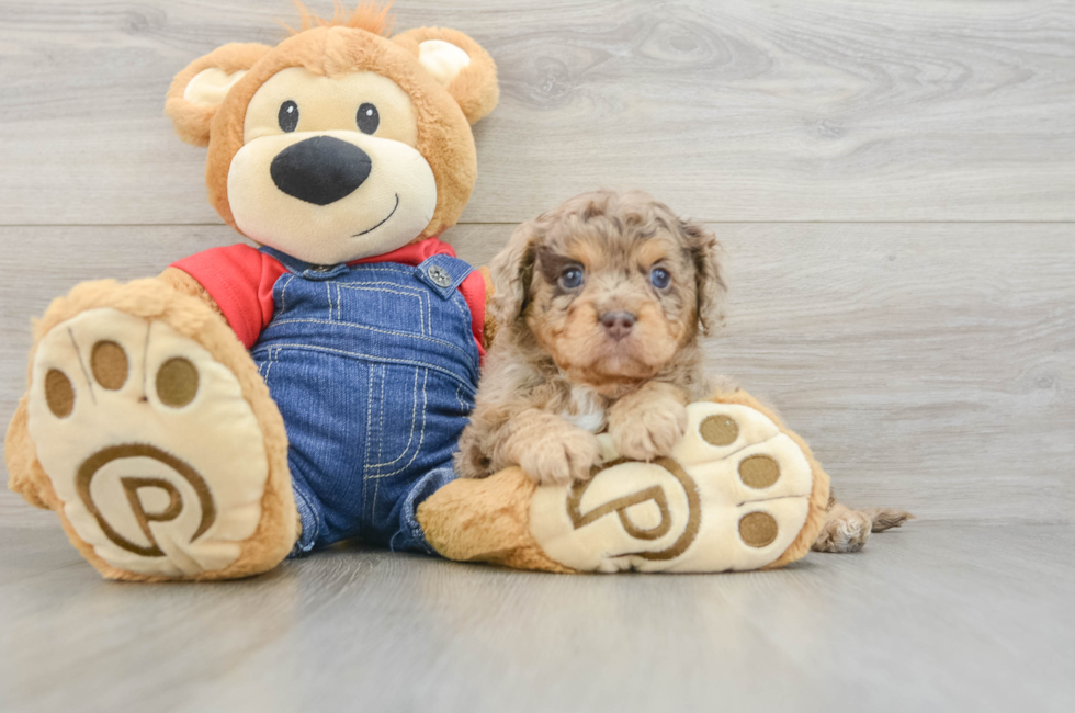 6 week old Cavapoo Puppy For Sale - Pilesgrove Pups