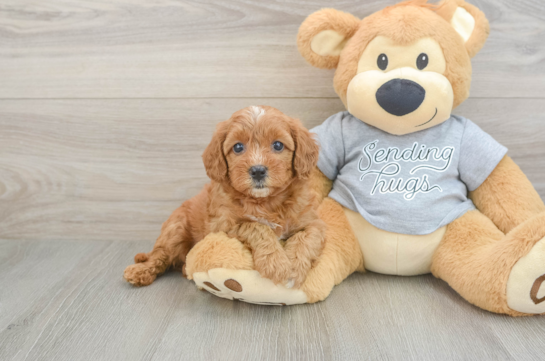 Cavapoo Pup Being Cute