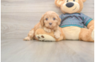 Cute Cavapoo Baby