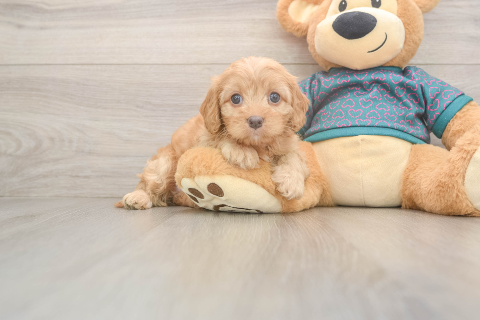 Cute Cavapoo Baby