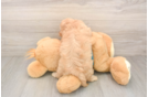 Playful Cavapoodle Poodle Mix Puppy