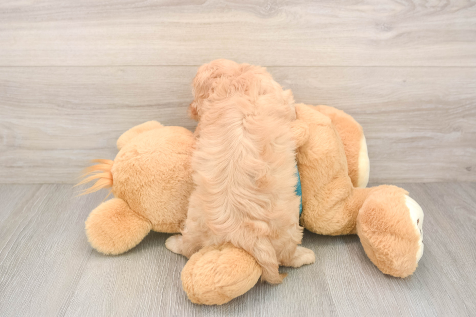 Playful Cavapoodle Poodle Mix Puppy