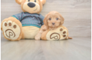 Funny Cavapoo Poodle Mix Pup