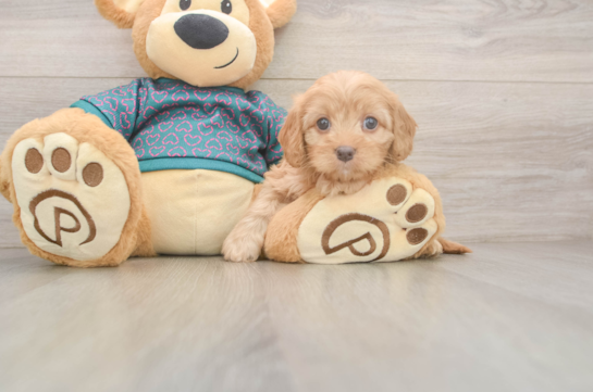 Funny Cavapoo Poodle Mix Pup