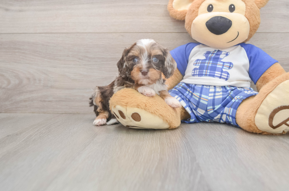 6 week old Cavapoo Puppy For Sale - Pilesgrove Pups