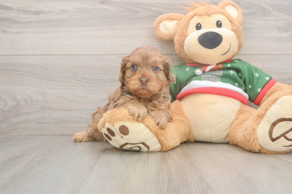 Cavapoo Pup Being Cute