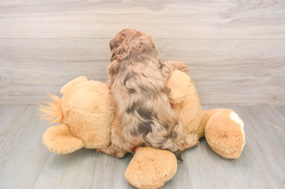 Fluffy Cavapoo Poodle Mix Pup