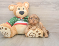 6 week old Cavapoo Puppy For Sale - Pilesgrove Pups
