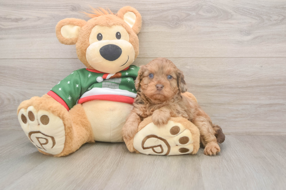 5 week old Cavapoo Puppy For Sale - Pilesgrove Pups