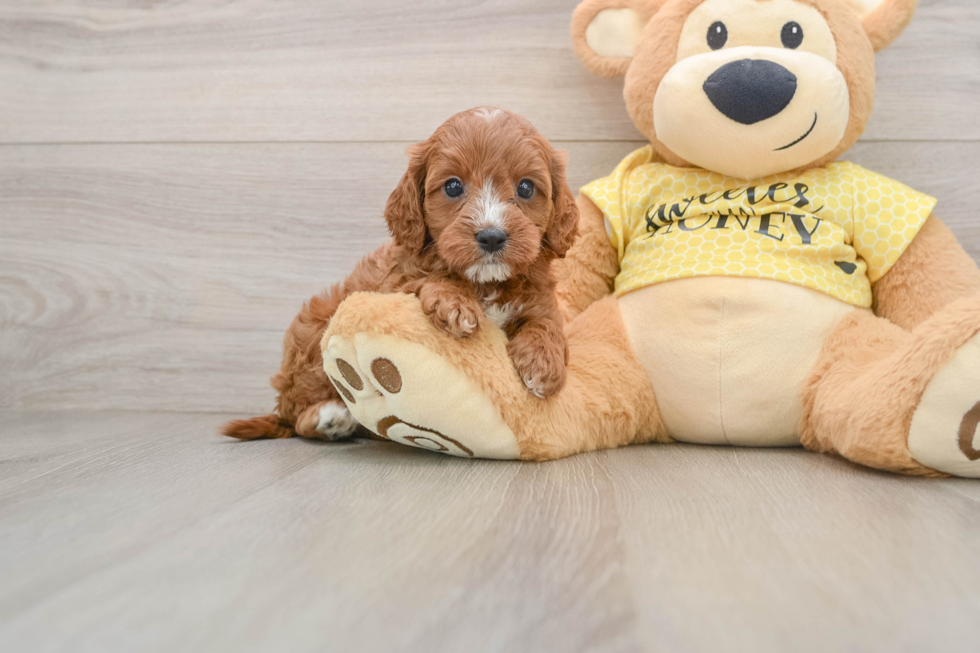 Best Cavapoo Baby