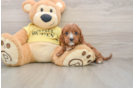 Funny Cavapoo Poodle Mix Pup
