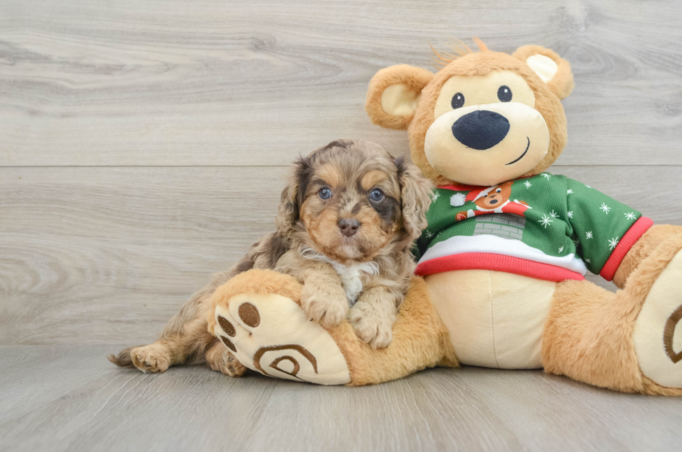 5 week old Cavapoo Puppy For Sale - Pilesgrove Pups