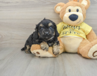 7 week old Cavapoo Puppy For Sale - Pilesgrove Pups