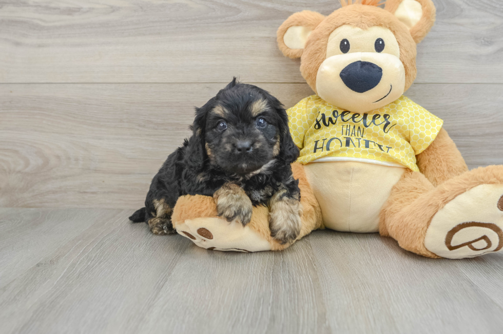 6 week old Cavapoo Puppy For Sale - Pilesgrove Pups